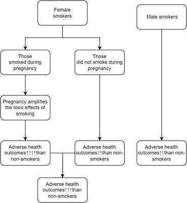 Why Female Smokers Have Poorer Long-Term Health Outcomes than Male Smokers: The Role of Cigarette Smoking During Pregnancy